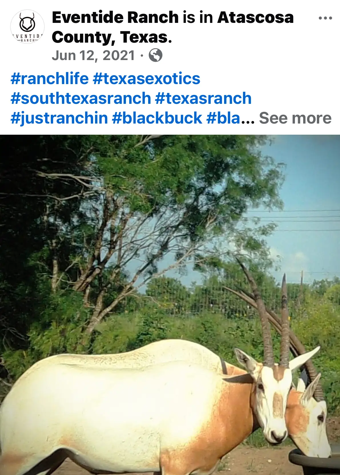 Click to enlarge Eventide Ranch — Devin Elder DJE Texas — Blackbuck Antelope — Jun 12, 2021