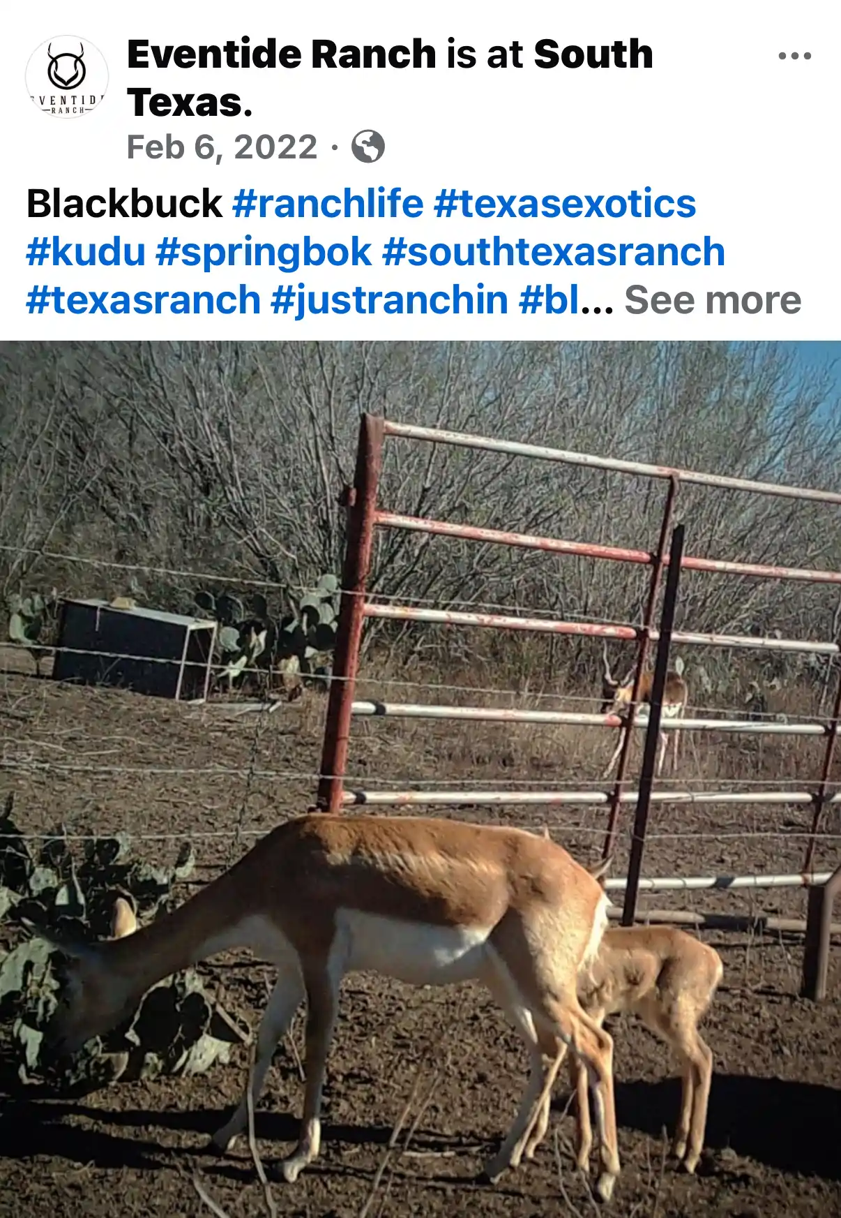 Click to enlarge Eventide Ranch — Devin Elder DJE Texas — Blackbuck with fawn — Feb 6, 2022