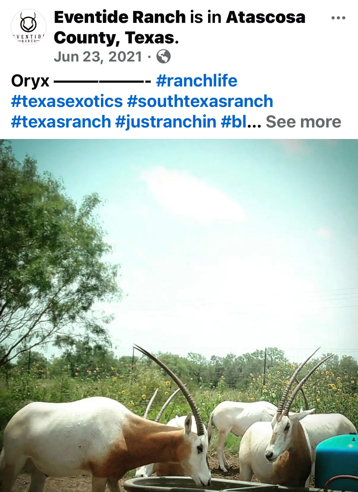 Click to enlarge Eventide Ranch — Devin Elder DJE Texas — Scimitar Oryx — Jun 23, 2021