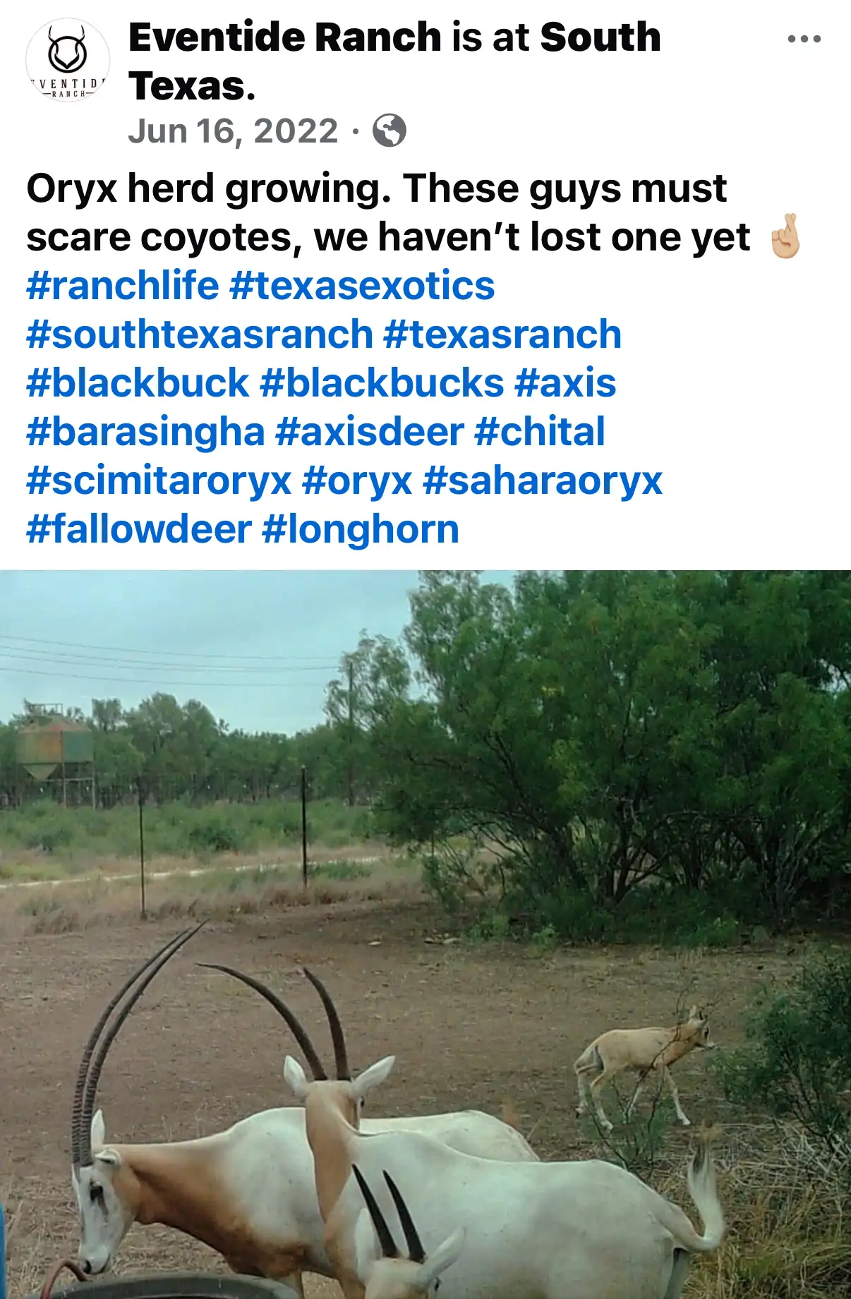 Click to enlarge Eventide Ranch — Devin Elder DJE Texas — Oryx herd growing — Jun 16, 2022