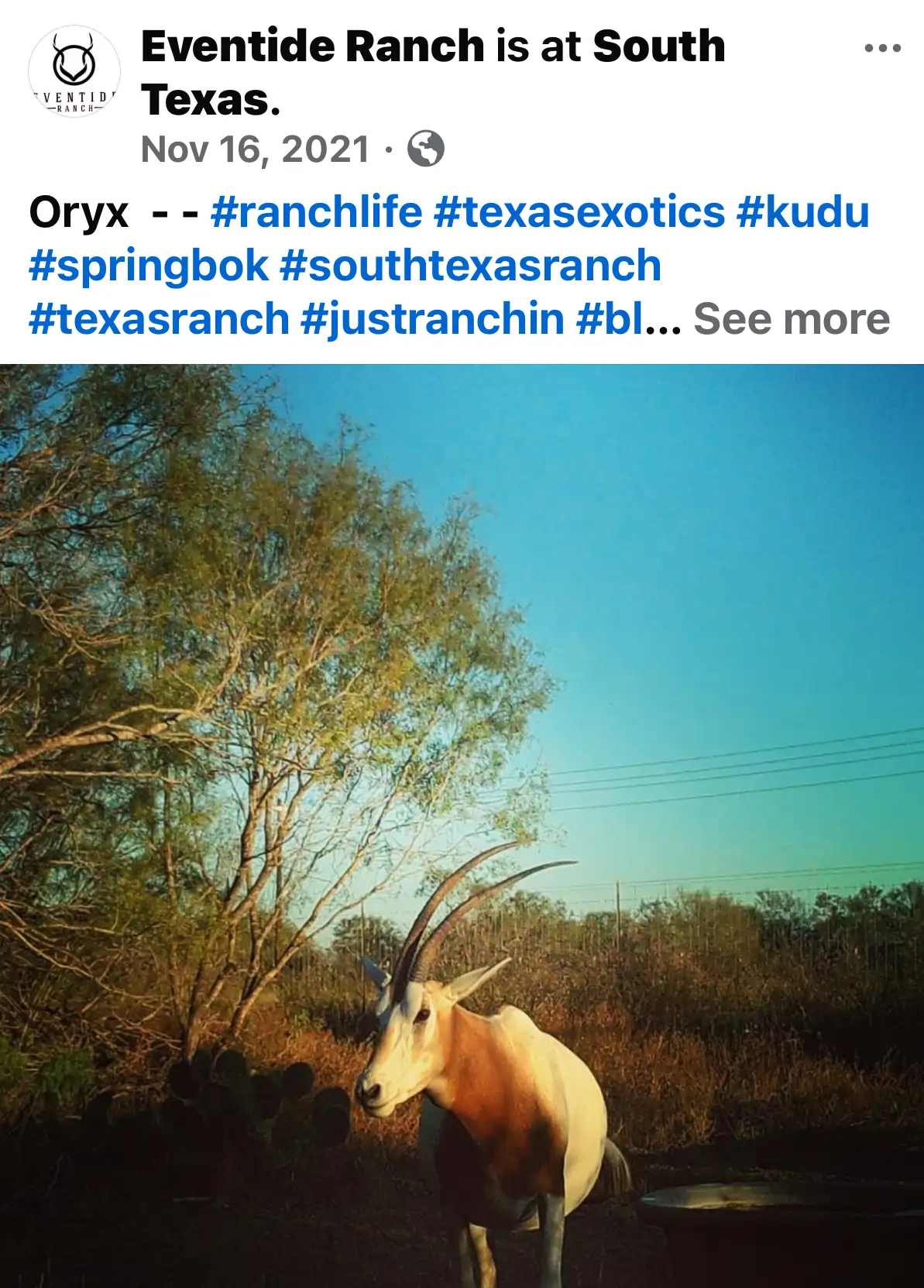 Click to enlarge Eventide Ranch — Devin Elder DJE Texas — Scimitar Oryx — Nov 16, 2021