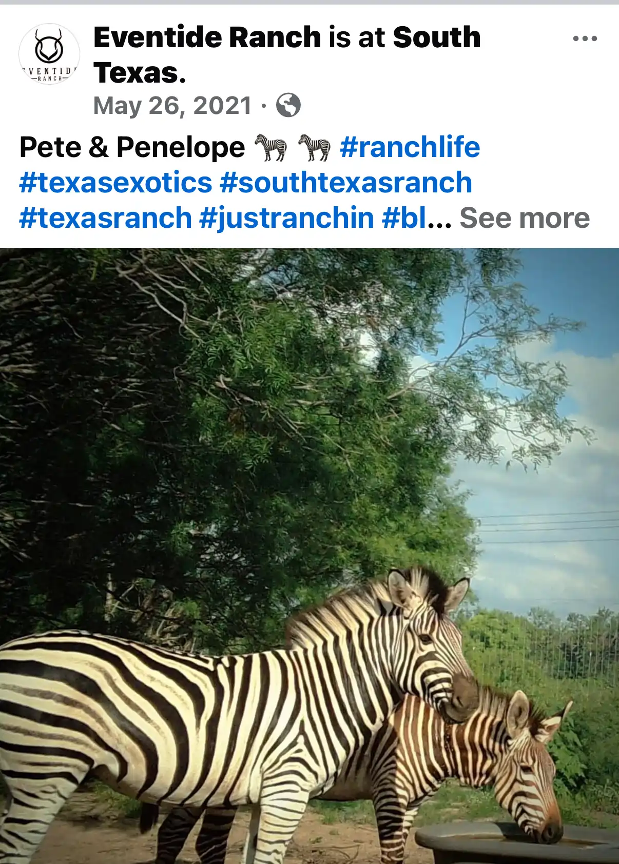 Click to enlarge Eventide Ranch — Devin Elder DJE Texas — Pete & Penelope — Zebras — May 26, 2021